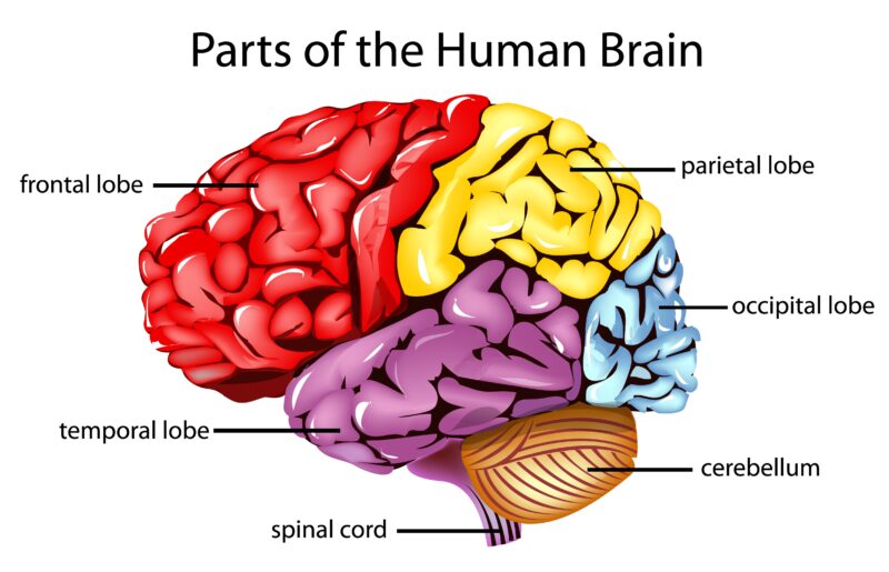 Illustration of parts of the human brain